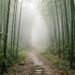 Un sentiero sterrato e nebbioso che si addentra in una fitta foresta di bambù verde, simbolo di consapevolezza spirituale.